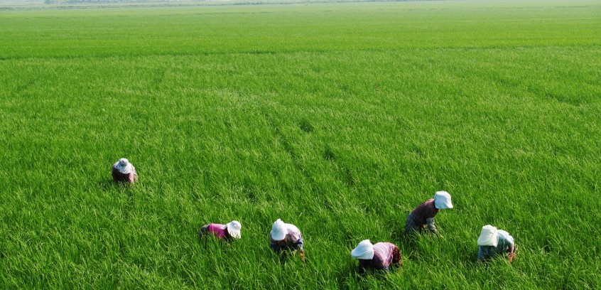 Rice Field in ASEAN